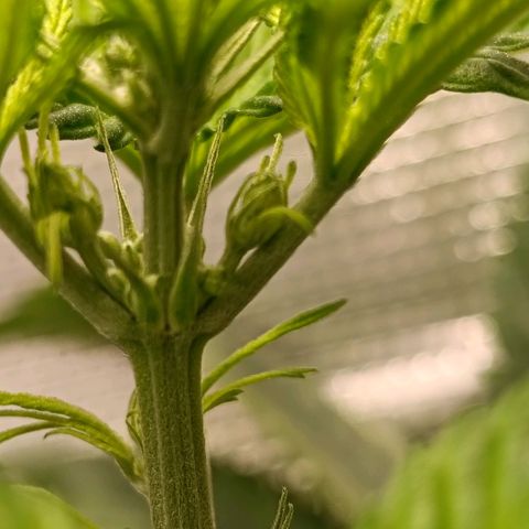 Genética desconocida - Amigo guayota growlog photo: Se identifican manchas en hojas posibles a pH un poco más bajo en último riego, junto con luz un poco baja ya que creció en altura y tocaba reajustar