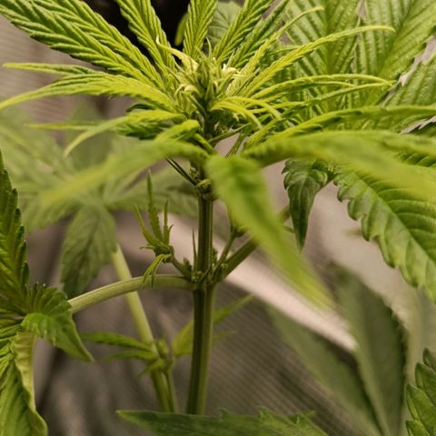 Genética desconocida - Amigo guayota growlog photo: Se identifican manchas en hojas posibles a pH un poco más bajo en último riego, junto con luz un poco baja ya que creció en altura y tocaba reajustar
