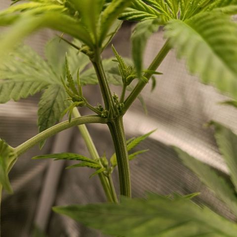Genética desconocida - Amigo guayota growlog photo: Se identifican manchas en hojas posibles a pH un poco más bajo en último riego, junto con luz un poco baja ya que creció en altura y tocaba reajustar