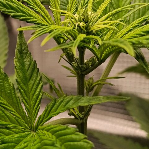 Genética desconocida - Amigo guayota growlog photo: Se identifican manchas en hojas posibles a pH un poco más bajo en último riego, junto con luz un poco baja ya que creció en altura y tocaba reajustar