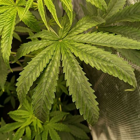 Genética desconocida - Amigo guayota growlog photo: Se identifican manchas en hojas posibles a pH un poco más bajo en último riego, junto con luz un poco baja ya que creció en altura y tocaba reajustar