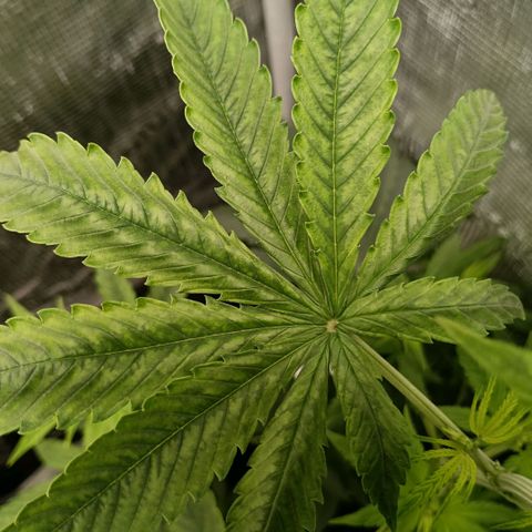 Genética desconocida - Amigo guayota growlog photo: Se identifican manchas en hojas posibles a pH un poco más bajo en último riego, junto con luz un poco baja ya que creció en altura y tocaba reajustar