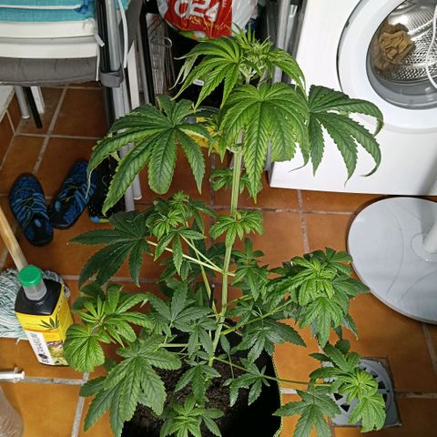 Genética desconocida - Amigo guayota growlog photo: Detectada algo de carencia de magnesio / riego con pH algo bajo