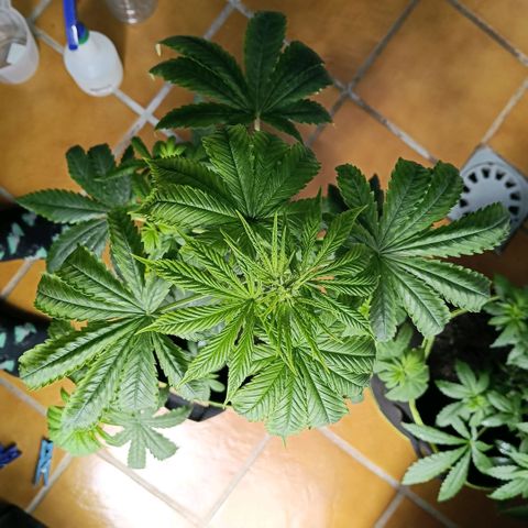 Genética desconocida - Amigo guayota growlog photo: Detectada algo de carencia de magnesio / riego con pH algo bajo