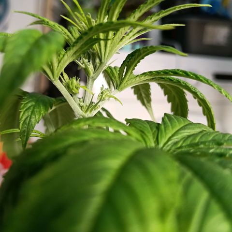 Genética desconocida - Amigo guayota growlog photo: Detectada algo de carencia de magnesio / riego con pH algo bajo