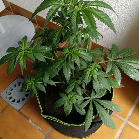 Genética desconocida growlog timeline photo