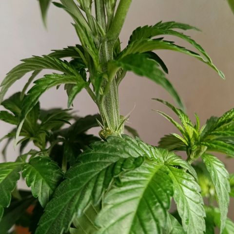 Genética desconocida growlog timeline photo