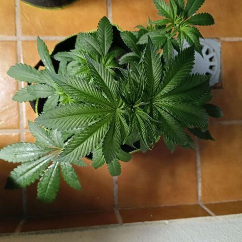 Genética desconocida growlog timeline photo