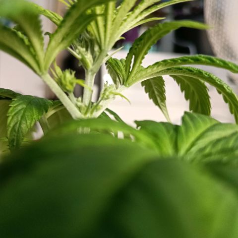 Genética desconocida - Amigo guayota growlog photo: Detectada algo de carencia de magnesio / riego con pH algo bajo