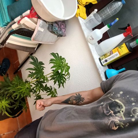 Genética desconocida - Amigo guayota growlog photo: Día de detección de género masculino