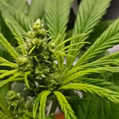 Genética desconocida - Amigo guayota growlog photo: Día de detección de género masculino
