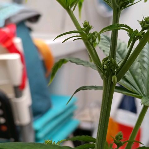 Genética desconocida - Amigo guayota growlog photo: Día de detección de género masculino