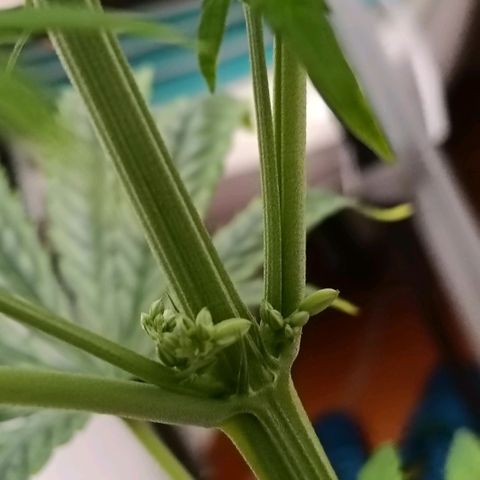 Genética desconocida - Amigo guayota growlog photo: Día de detección de género masculino