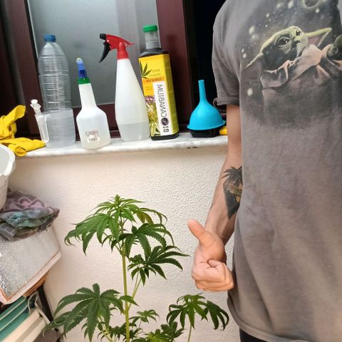 Genética desconocida - Amigo guayota growlog photo: Día de detección de género masculino