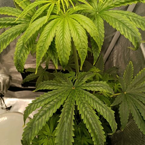 Genética desconocida - Amigo guayota growlog photo: Detectada sobre fertilización 