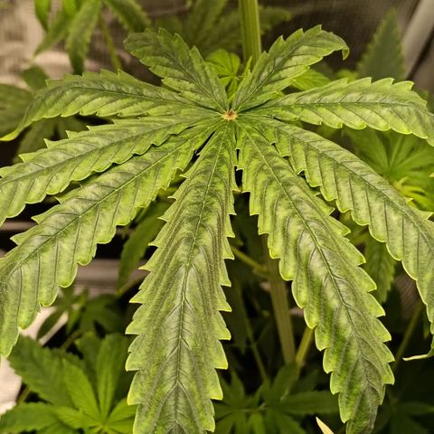 Genética desconocida - Amigo guayota growlog photo: Detectada sobre fertilización 