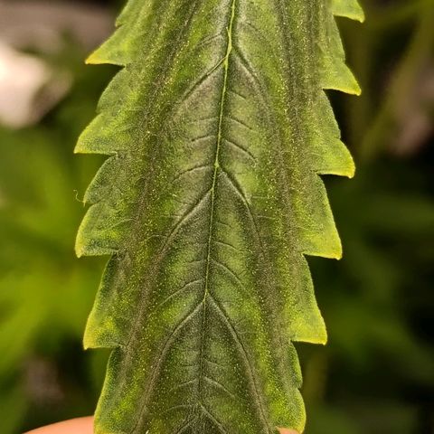 Genética desconocida - Amigo guayota growlog photo: Detectada sobre fertilización 