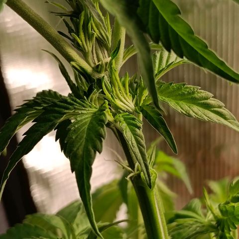 Genética desconocida growlog timeline photo