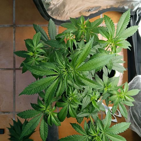 Genética desconocida growlog timeline photo