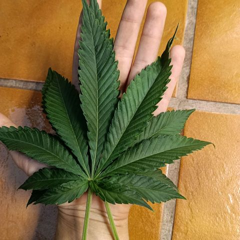 Genética desconocida growlog timeline photo