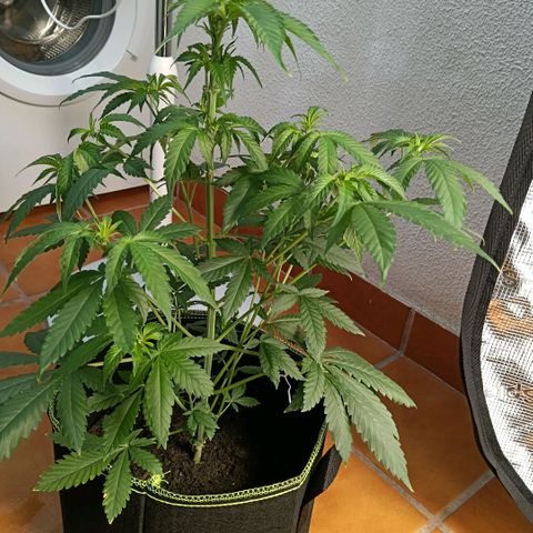Genética desconocida growlog timeline photo