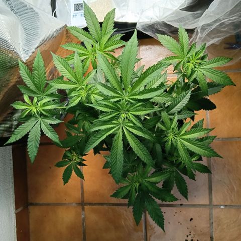 Genética desconocida growlog timeline photo