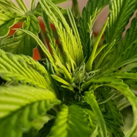 Genética desconocida growlog timeline photo