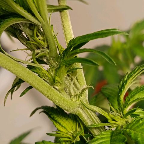 Genética desconocida growlog timeline photo