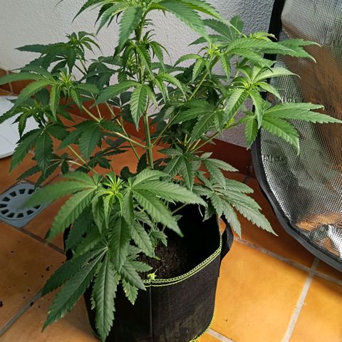 Genética desconocida growlog timeline photo