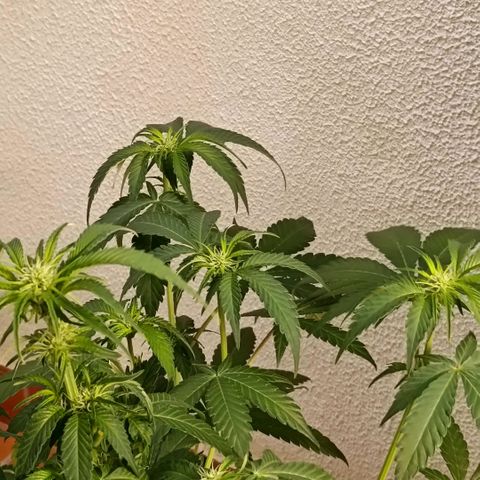 Genética desconocida growlog timeline photo