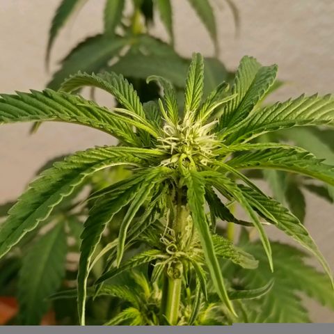 Genética desconocida growlog timeline photo