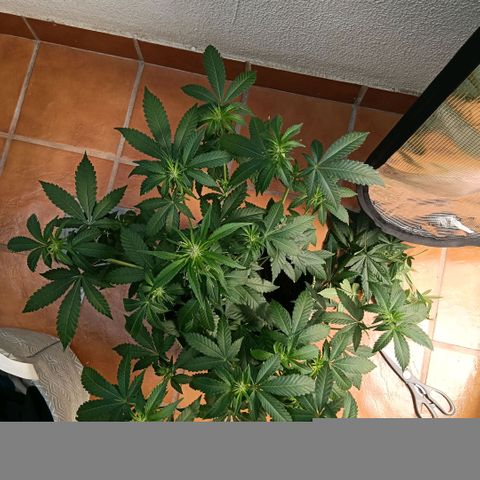 Genética desconocida growlog timeline photo