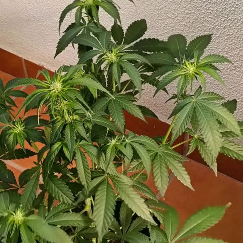 Genética desconocida growlog timeline photo