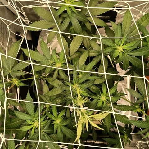 Genética desconocida growlog photo: Tras colocación del scrogg