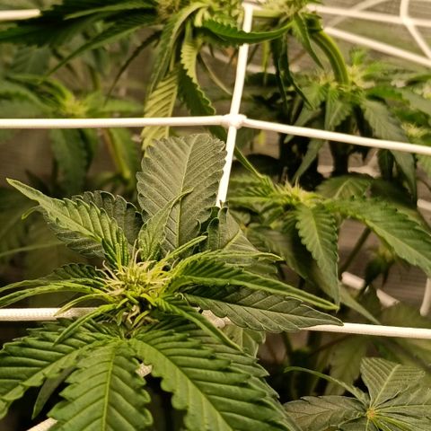 Genética desconocida growlog photo: Tras colocación del scrogg