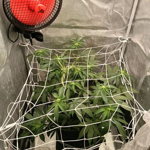 Genética desconocida growlog photo: Tras colocación del scrogg