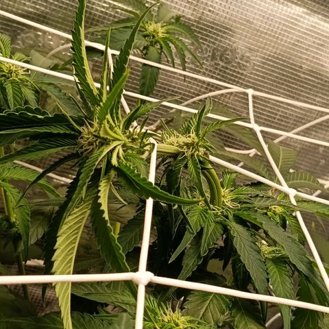 Genética desconocida growlog photo: Tras colocación del scrogg