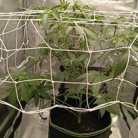 Genética desconocida growlog photo: Tras colocación del scrogg