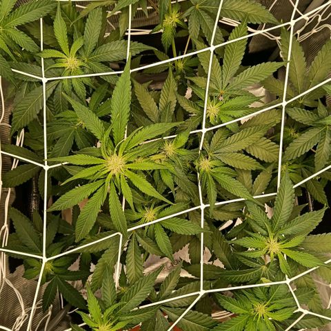 Genética desconocida growlog timeline photo