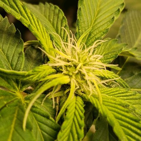 Genética desconocida growlog timeline photo
