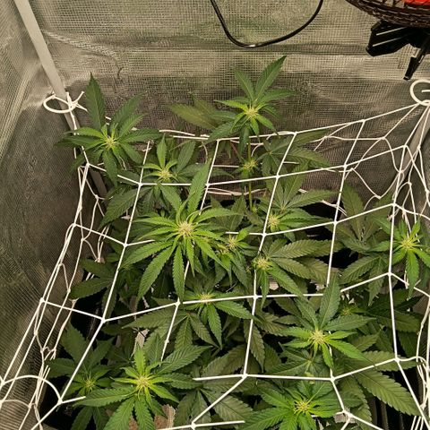 Genética desconocida growlog timeline photo