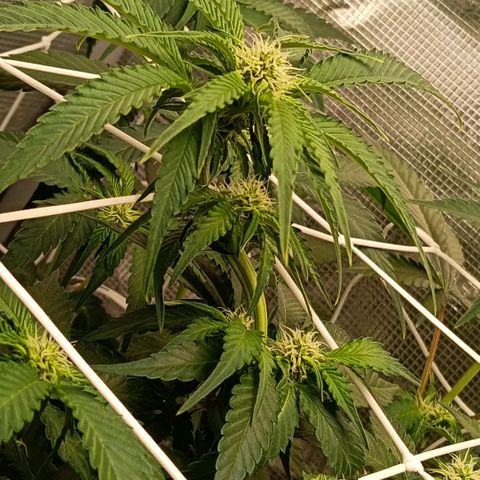 Genética desconocida growlog timeline photo