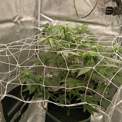 Genética desconocida growlog timeline photo