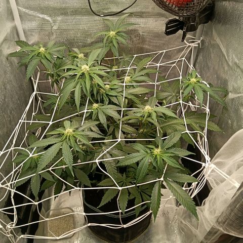Genética desconocida growlog timeline photo