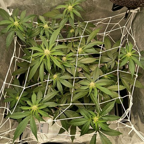Genética desconocida growlog timeline photo