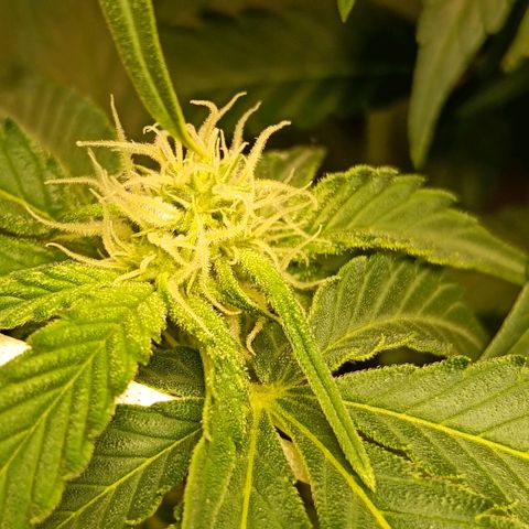 Genética desconocida growlog timeline photo