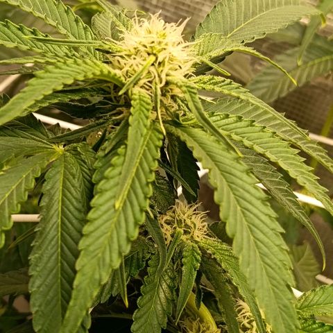 Genética desconocida growlog timeline photo