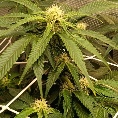 Genética desconocida growlog timeline photo