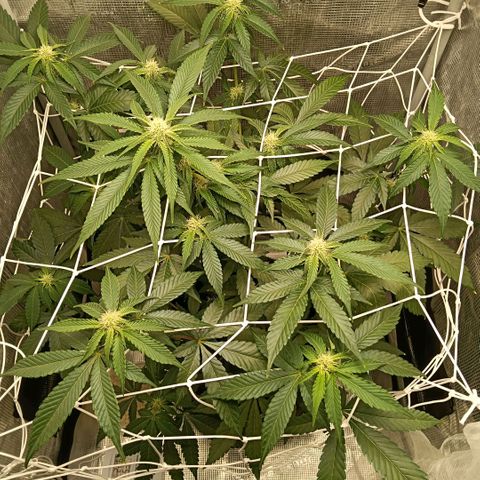 Genética desconocida growlog timeline photo