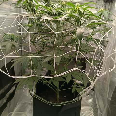 Genética desconocida growlog timeline photo